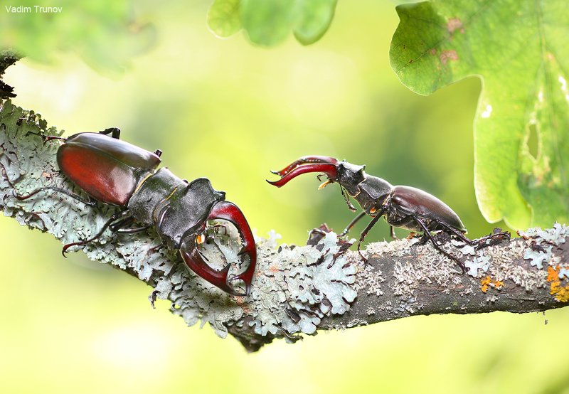 Жуки-олени фото превью