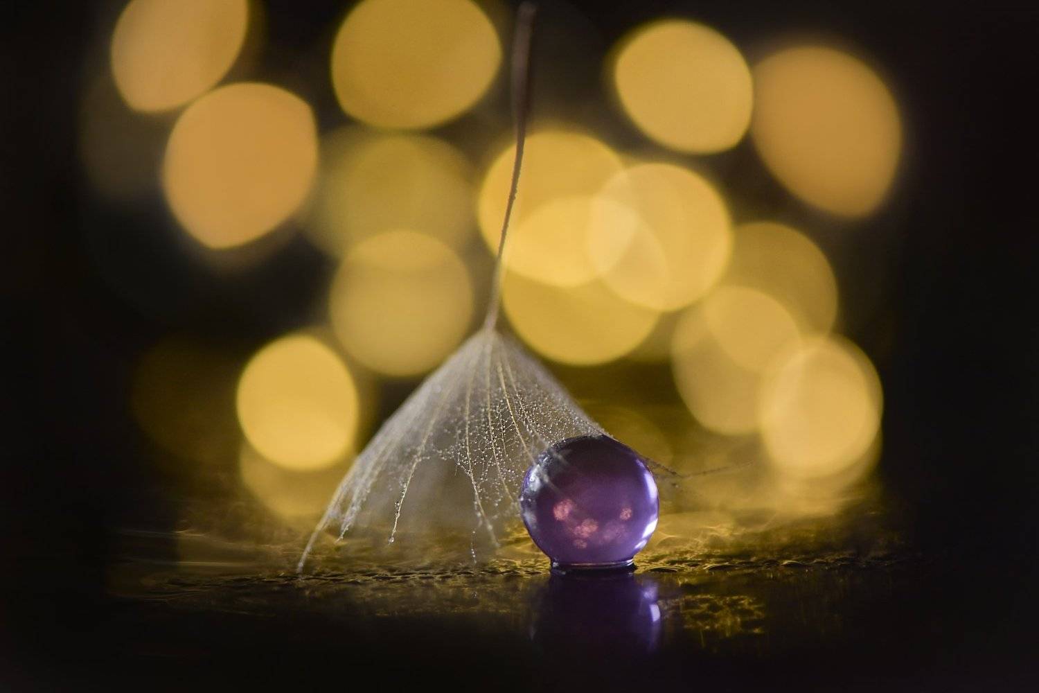 bokeh, dandelion, macro, Ивелина Благоева