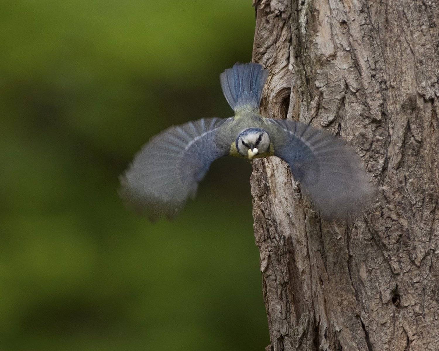 , Евгени Стефанов
