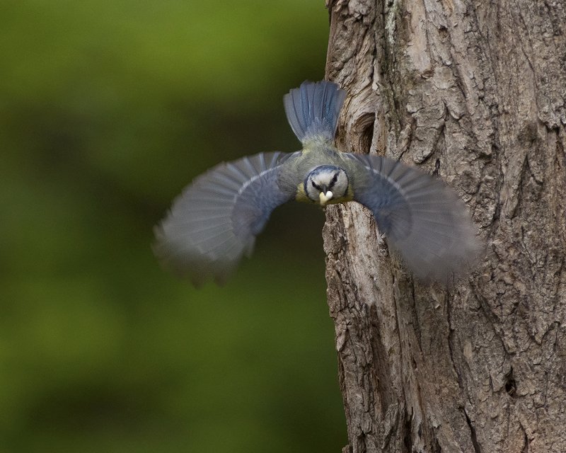 Синий пилот фото превью