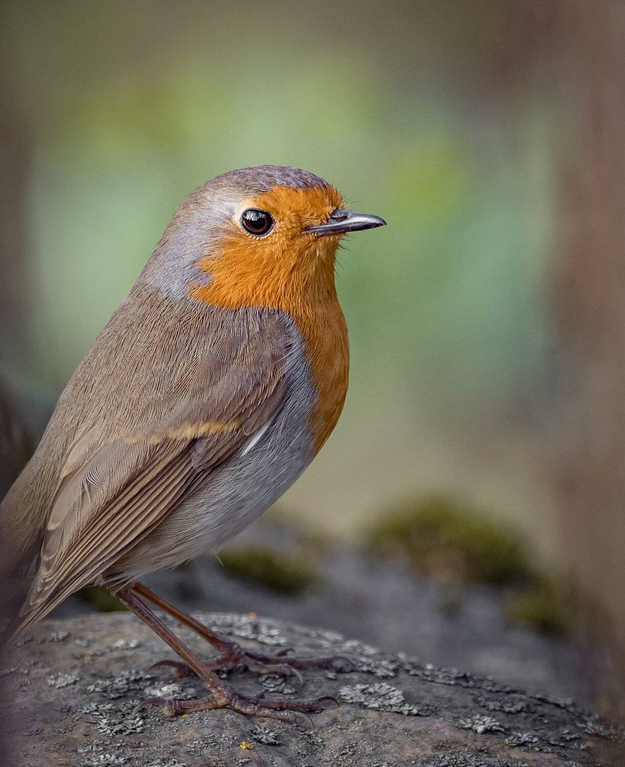 , Курлянцев Алексей