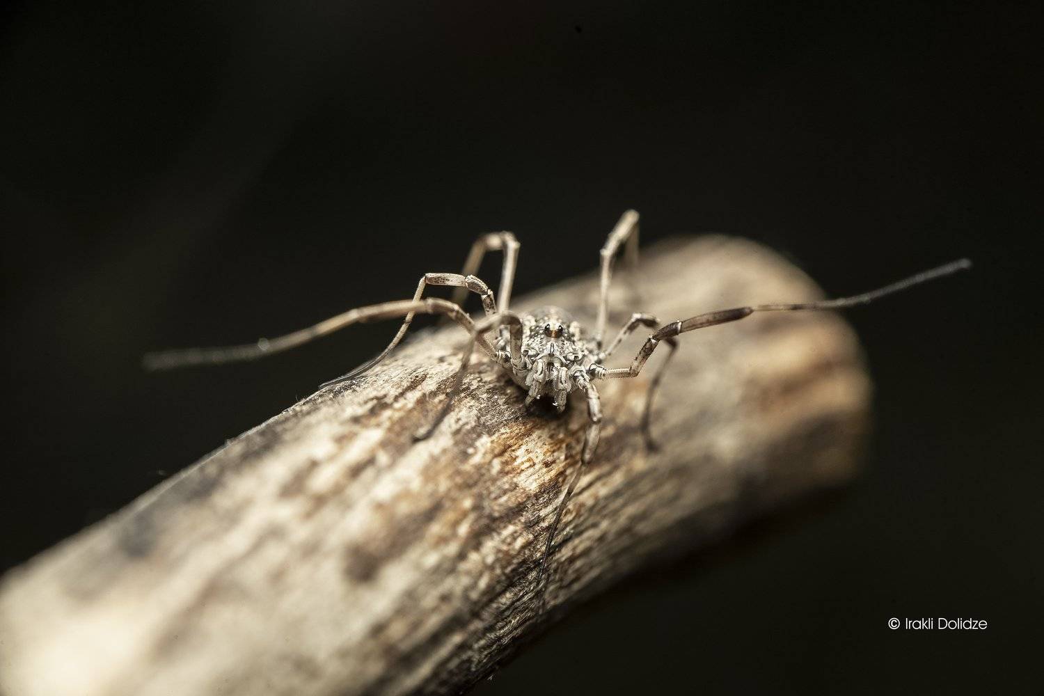 spring, macro, wild, nature, close up, outdoor, phalangium, ირაკლი დოლიძე