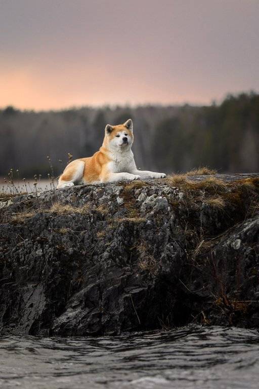, Андрей Ершов