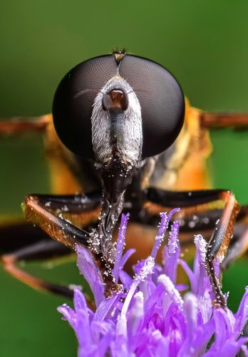 Hoverfly on flower