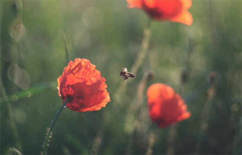 sketches with wild poppy... фото превью