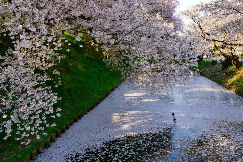 japan, aomori, spring, cherry blossom, petals, sakura, landscape, flower, travel, garden, animal, duck Cherry blossom petals on the water фото превью