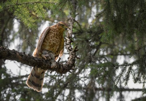 Ястреб перепелятник.