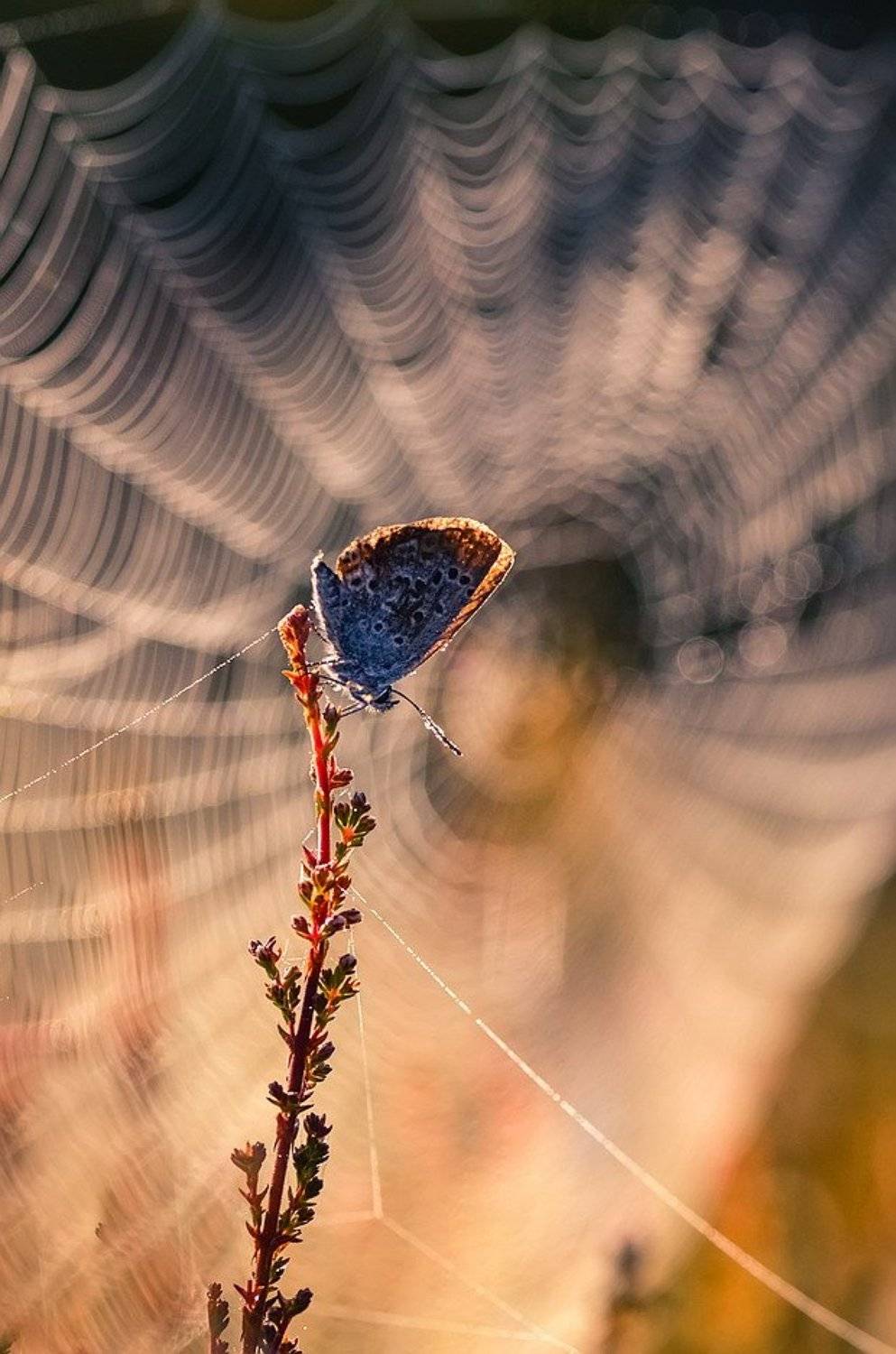 , Вячеслав Мищенко