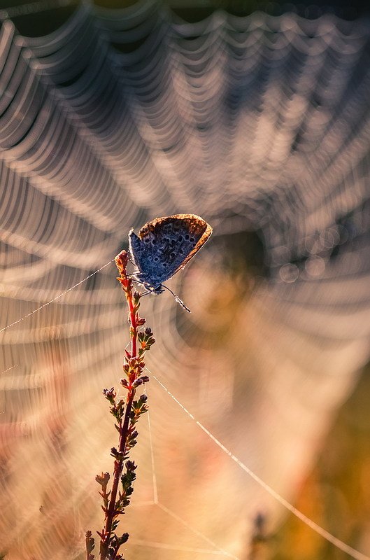 Утро росистое фото превью