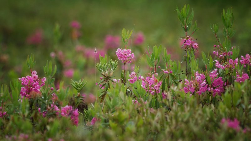 Кальмия многолистная фото превью