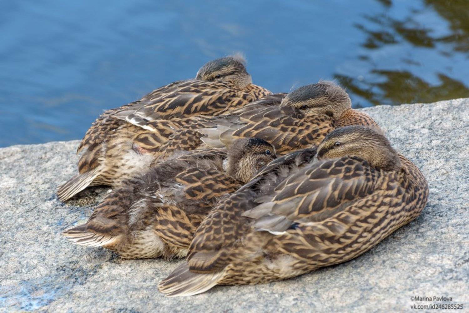 город, петербург, животные,животныймир, птицы, утки, Марина Павлова