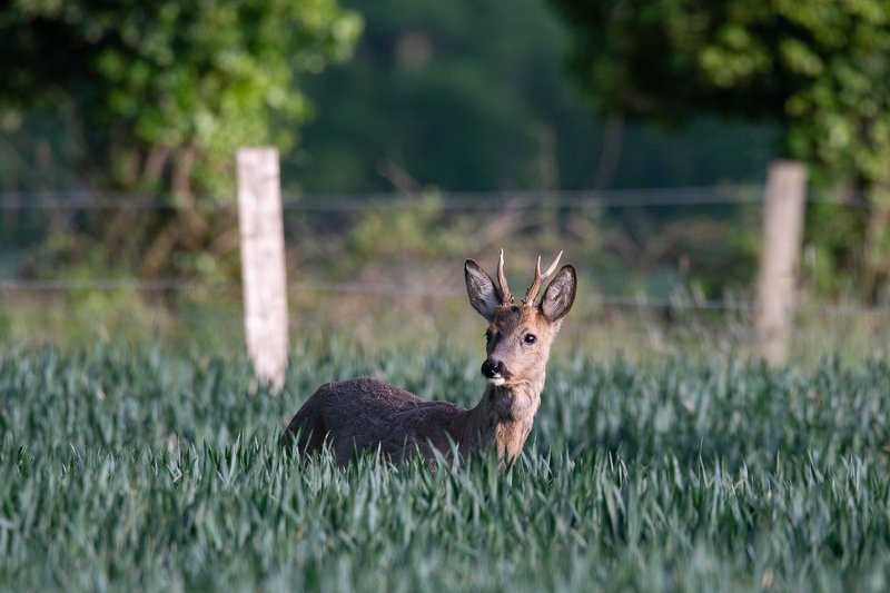 roe deer; wild; nature; animals; outdoors; deer family; doe; animal wildlife Roe deer in spring фото превью