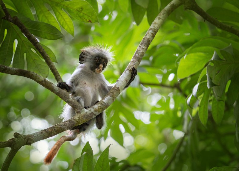 колобус , примат, занзібар ,африка ,джозани , национальный парк , занзибар , обезьяна ,zanzibar Колобус фото превью