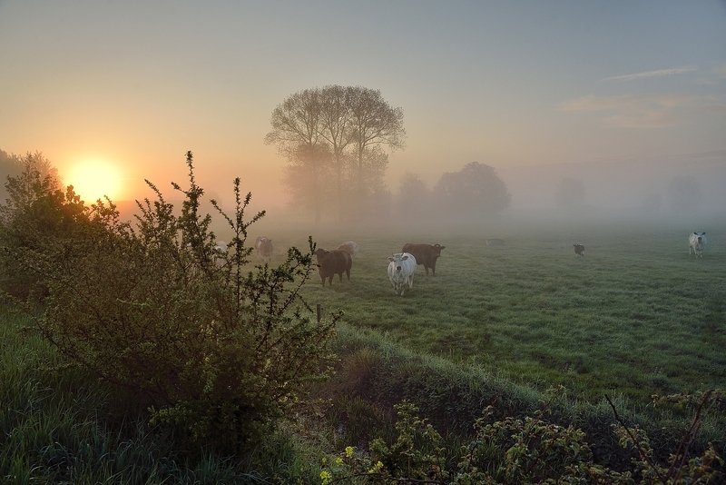 Morning in Noordschote. фото превью