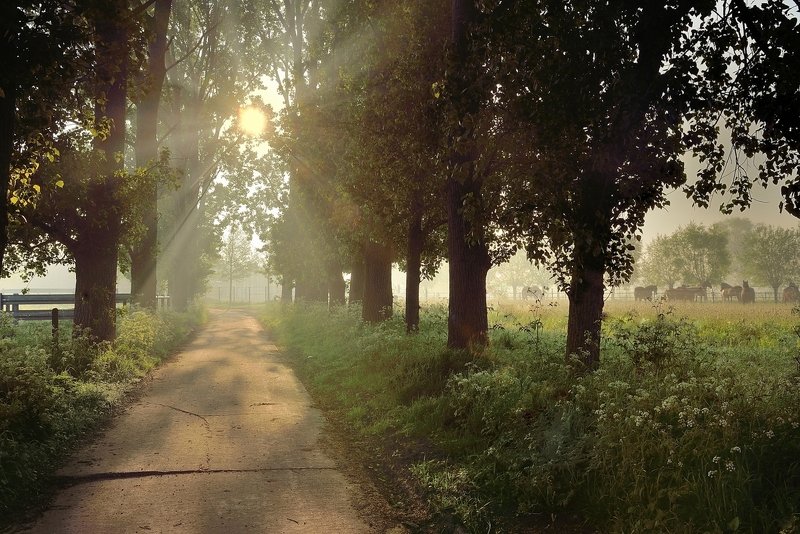 Walking in the morning. фото превью