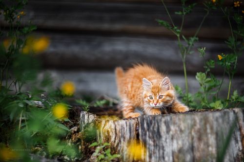 Назаборные коты