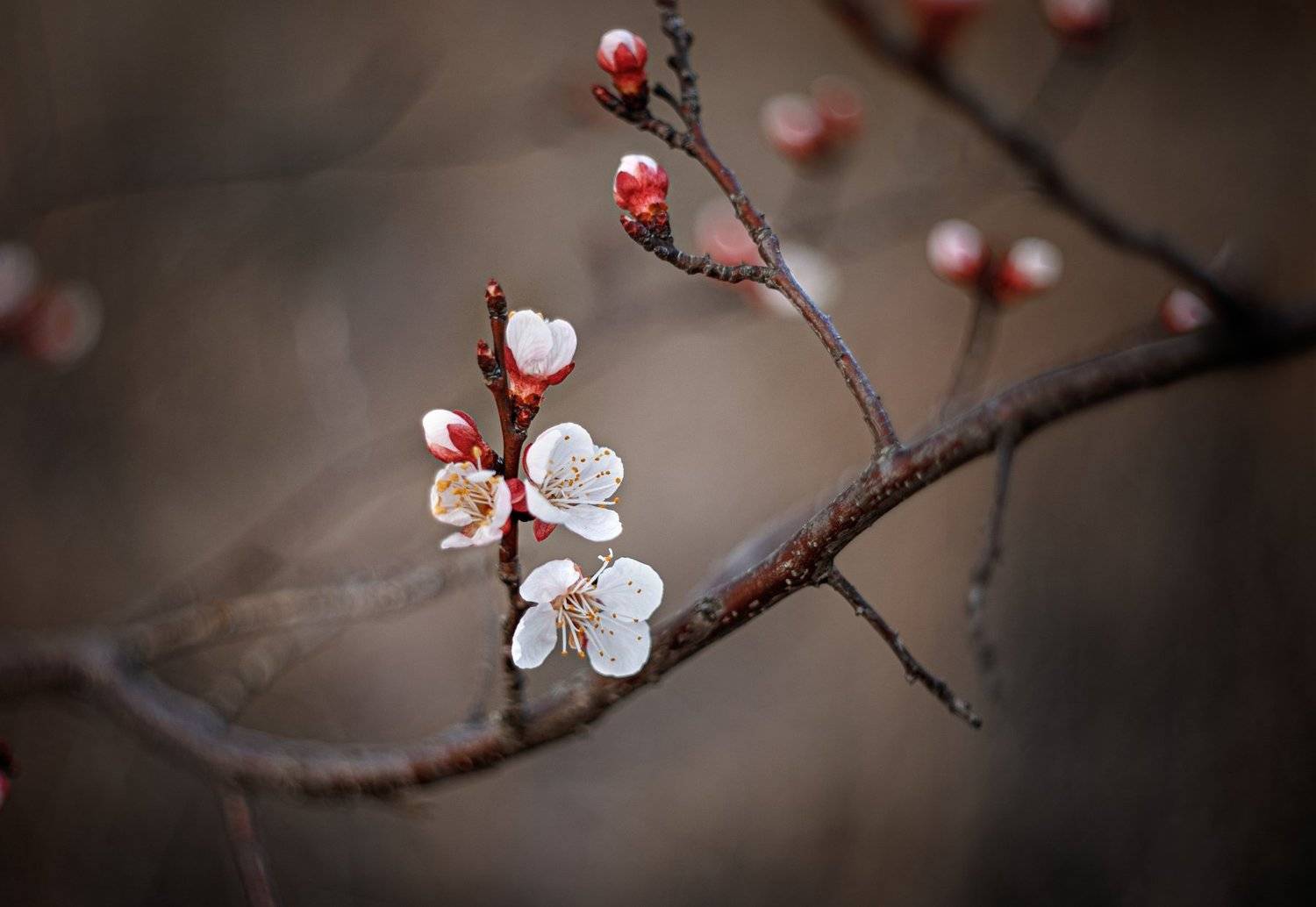 , Оксана Новицкая