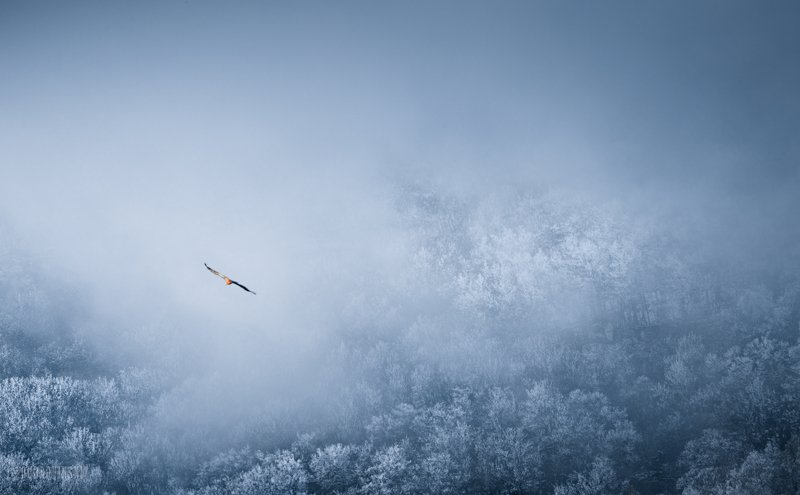 крым, зеленогорье, зима Полет фото превью