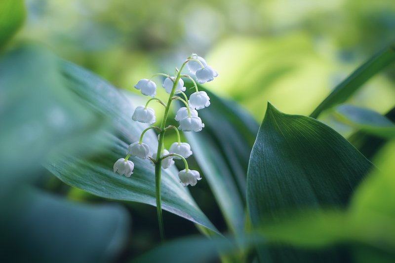 helios-44m, manual lens, мануальная оптика, beautiful, красивый, moment, момент, nature, природа, spring, весна, весенний, lily of the valley, ландыш, Майские колокольчики... фото превью