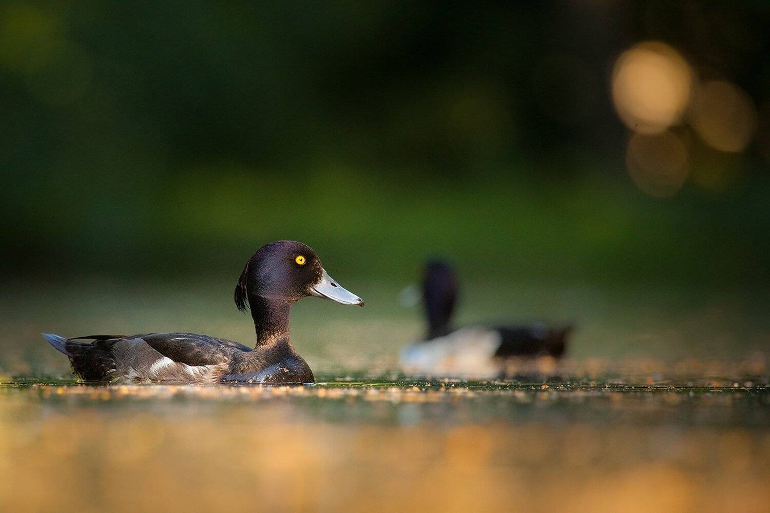 Duck. Автор: Robert Adamec , Robert Adamec