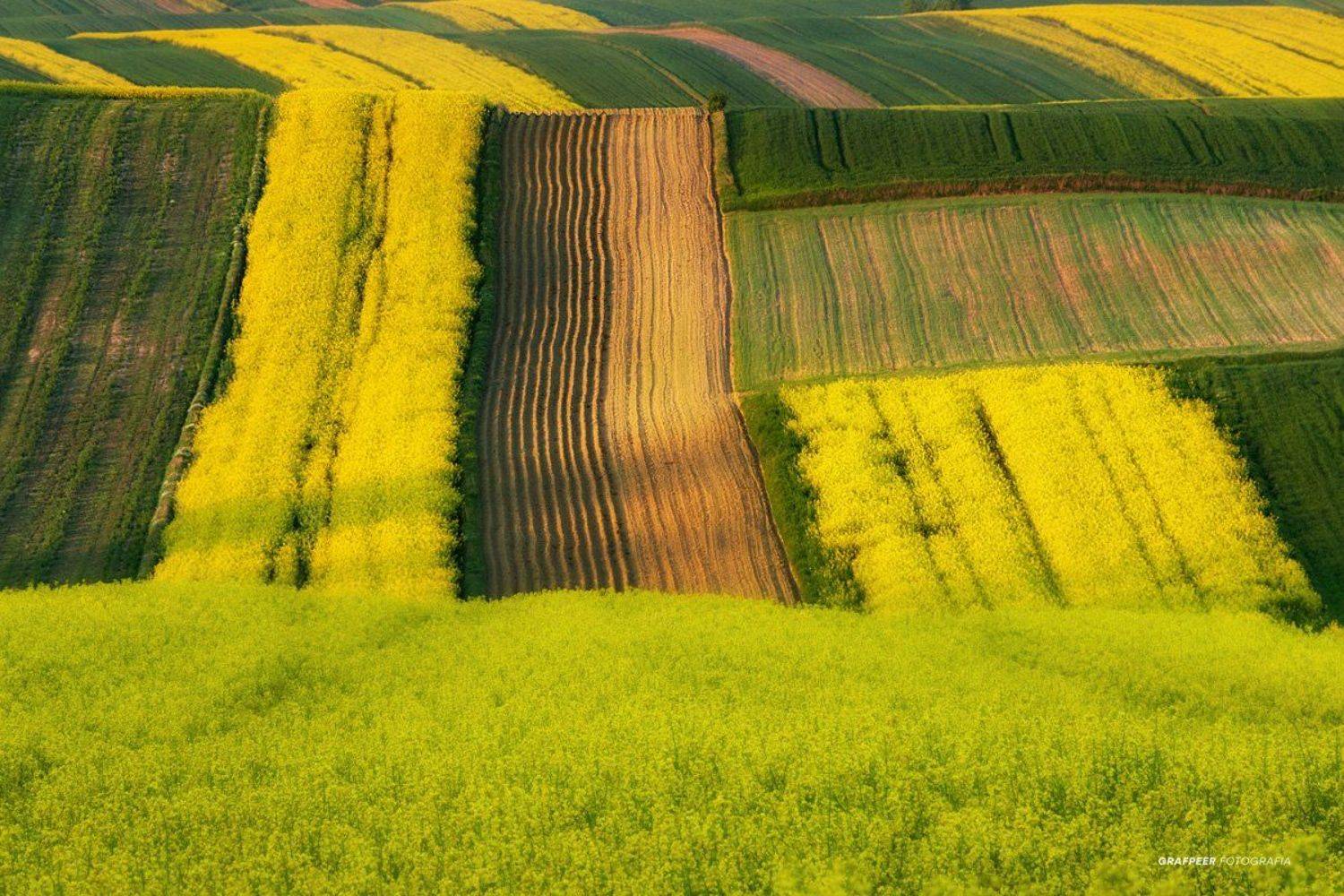 landscape, morning, sunrise, fields, yellow, Robert Powroznik