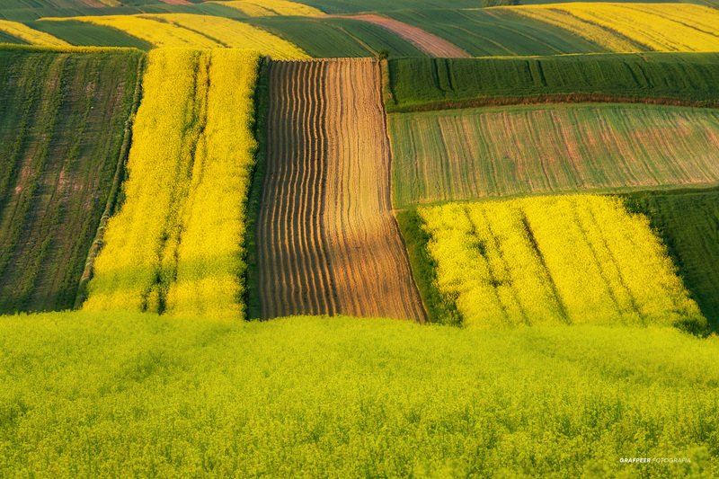 landscape, morning, sunrise, fields, yellow yellow fields... фото превью