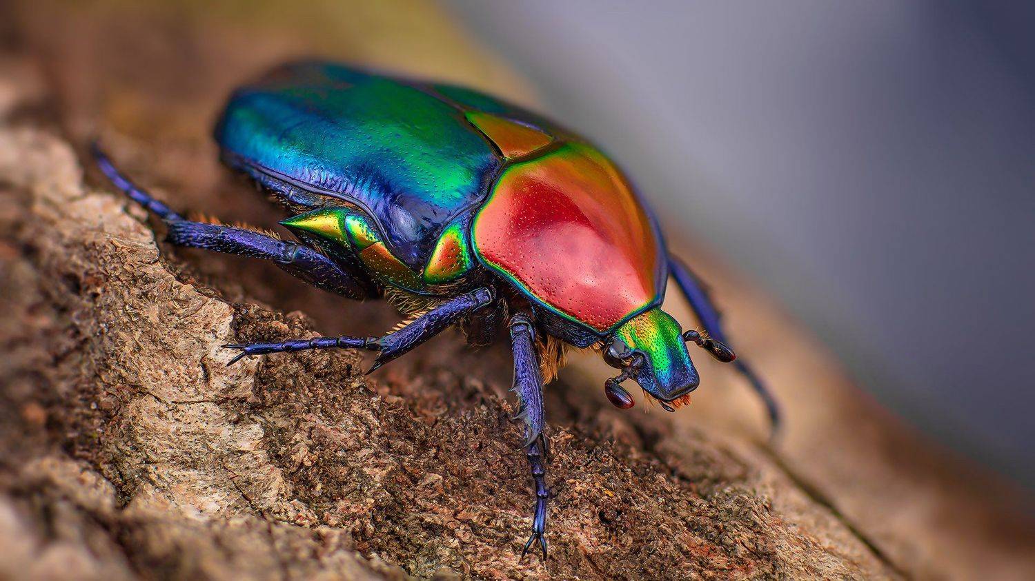 protaetia, speciosa, adams, r., jousselini, Eugenijus Kavaliauskas