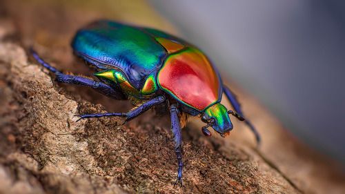 Protaetia speciosa jousselini