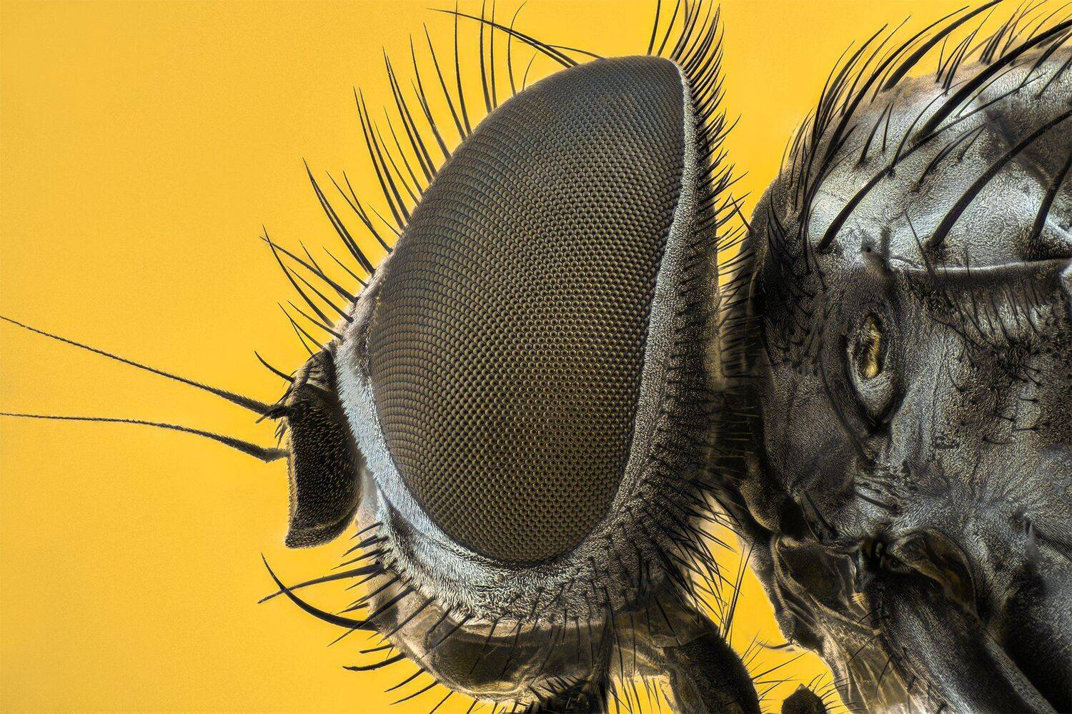 ceclii, macro, nikon d3400, lomo 8, Tsvetan Ganev