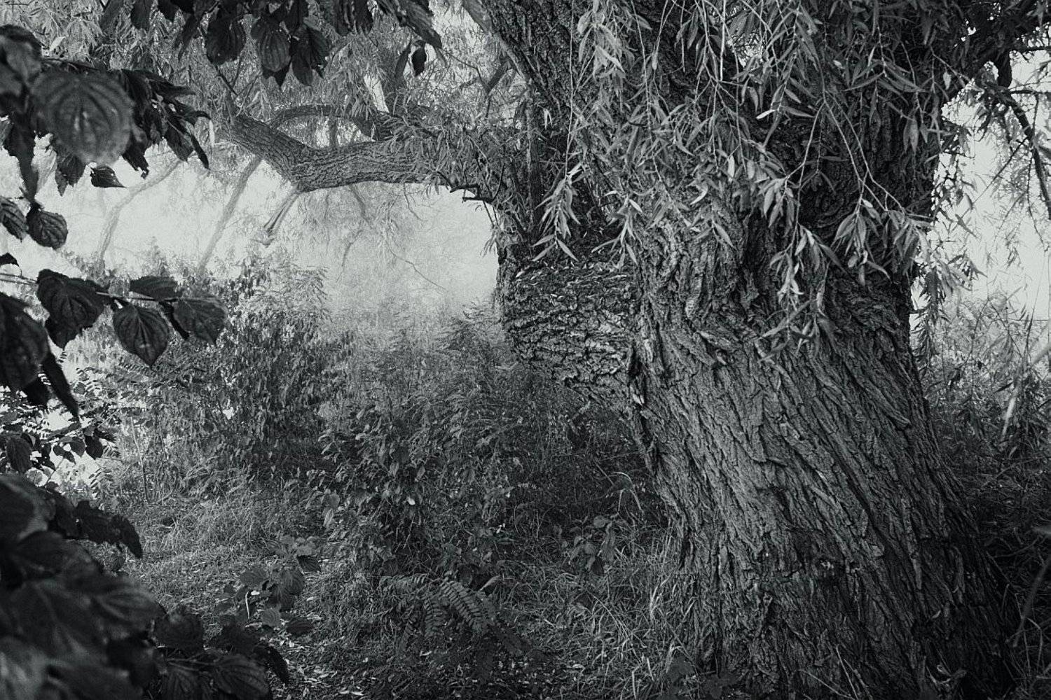 , Сергей Фудиненко