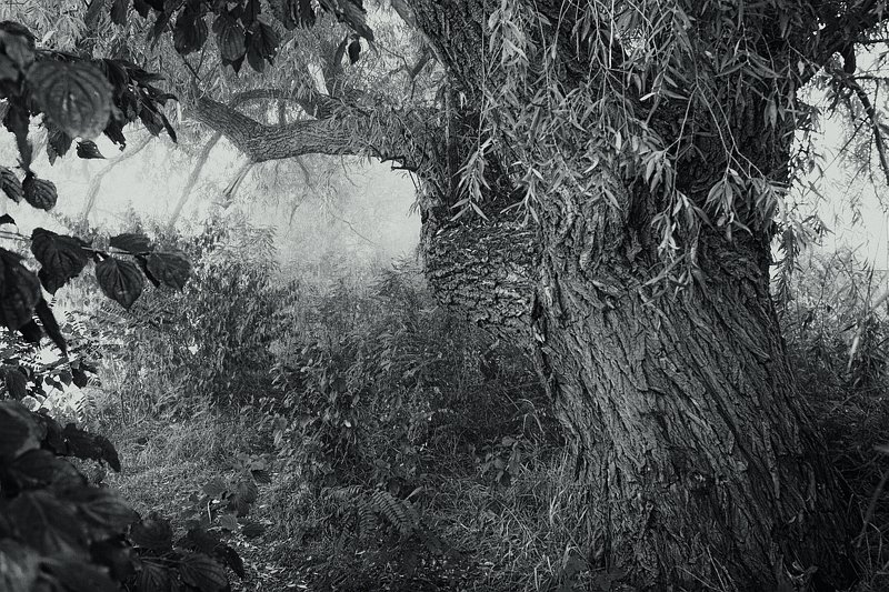 Туманное утро фото превью