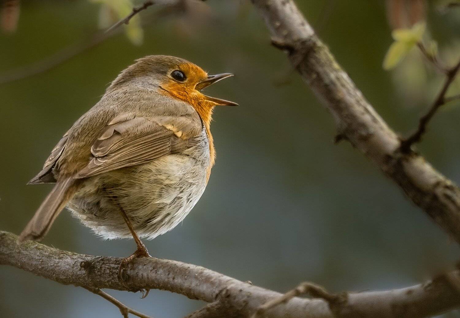 , Курлянцев Алексей