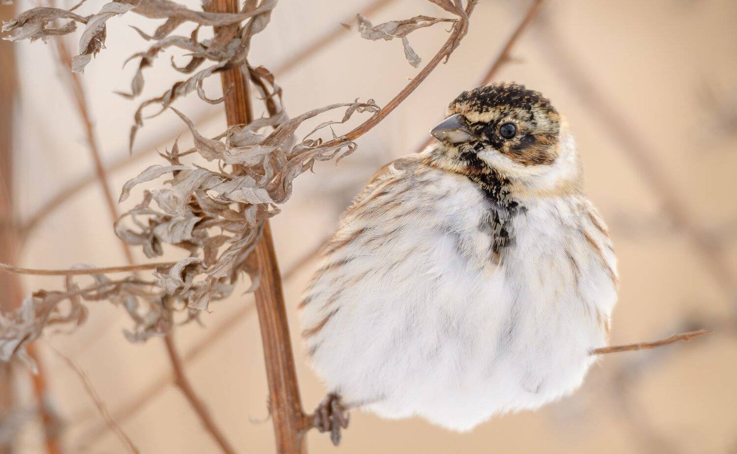 Тростниковая овсянка, камышовая овсянка, камышник, Emberiza schoeniclus, Одинцовский район, полынь, кремовый, , Ксения Соварцева