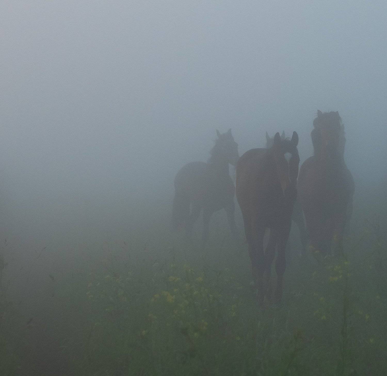 , Дмитрий Демидов