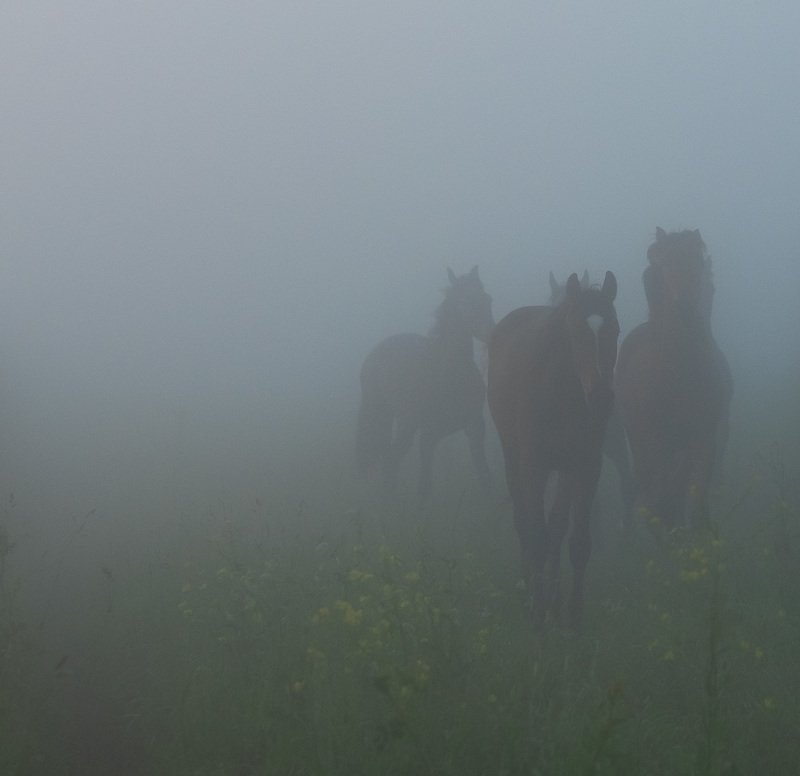 В тумане фото превью