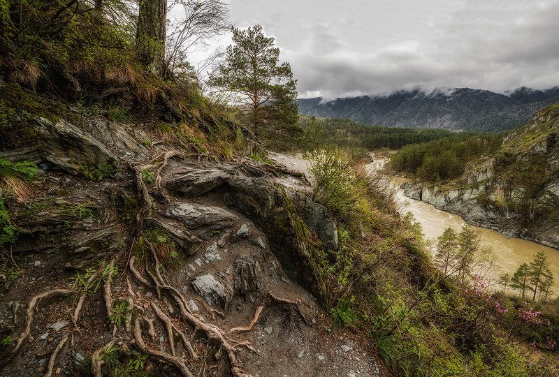 алтай Корни фото превью