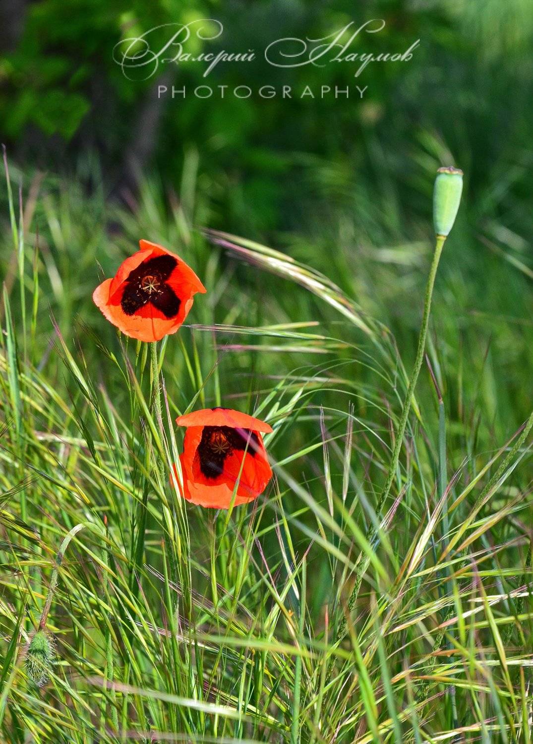 весна, май, маки, Валерий Наумов