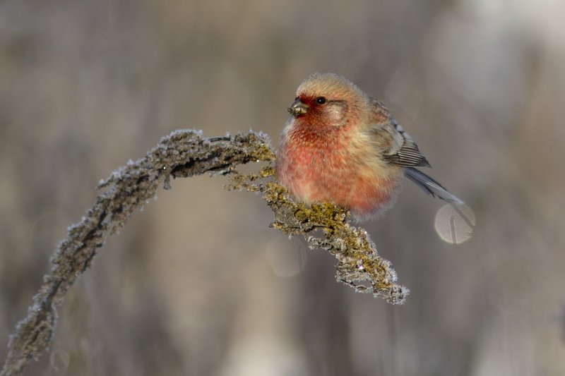 Ура, урагус. фото превью