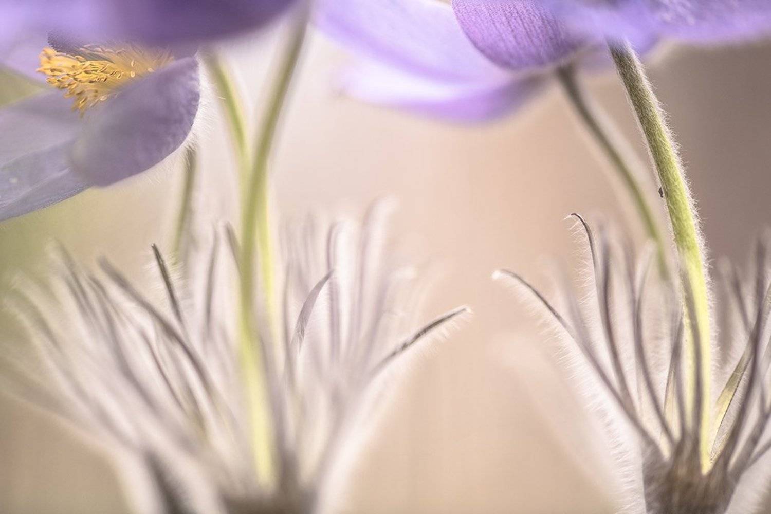 сон трава, блоха, апрель, весна, позитив, цвет, свет, воронеж, геннадий мещеряков, Геннадий Мещеряков