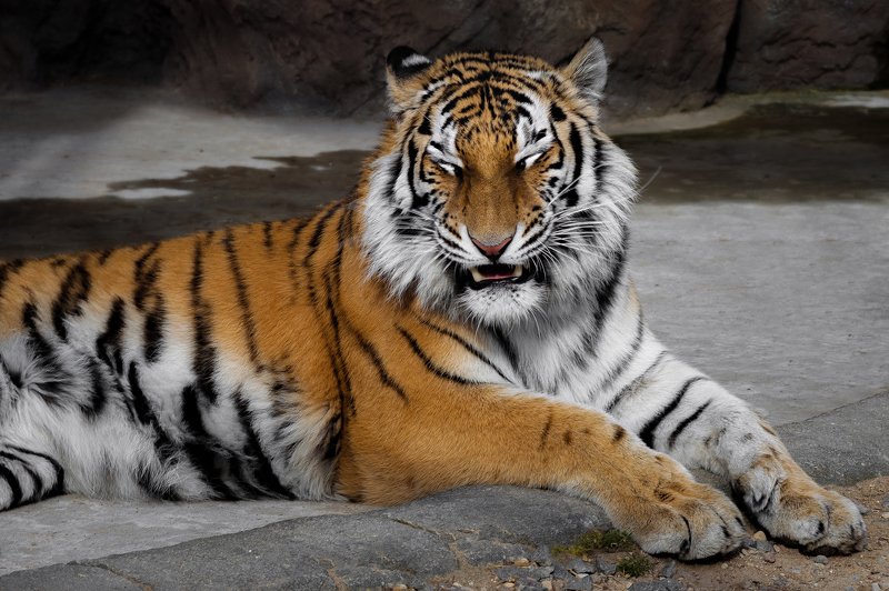cat, panthera ,wild, wildanimal, wildanimals, wildlife, wildlifephotography, wild_animal,tiger, wildanimalphotography, jaguar, кот, беларусь,минский зоопарк,тигр ,minsk zoo, belarus Yawning tiger фото превью