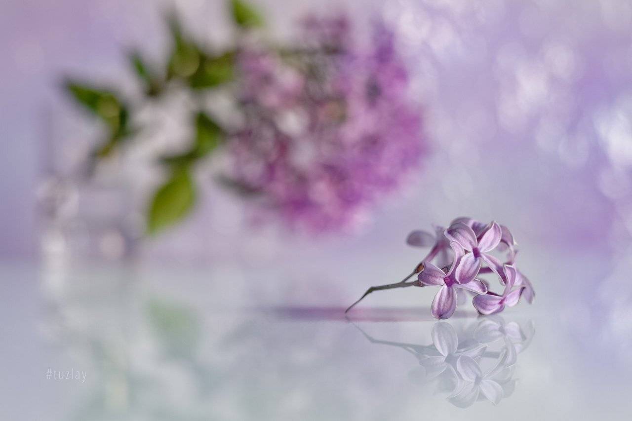 сирень, боке, гелиос 44, отражение, Владимир Тузлай