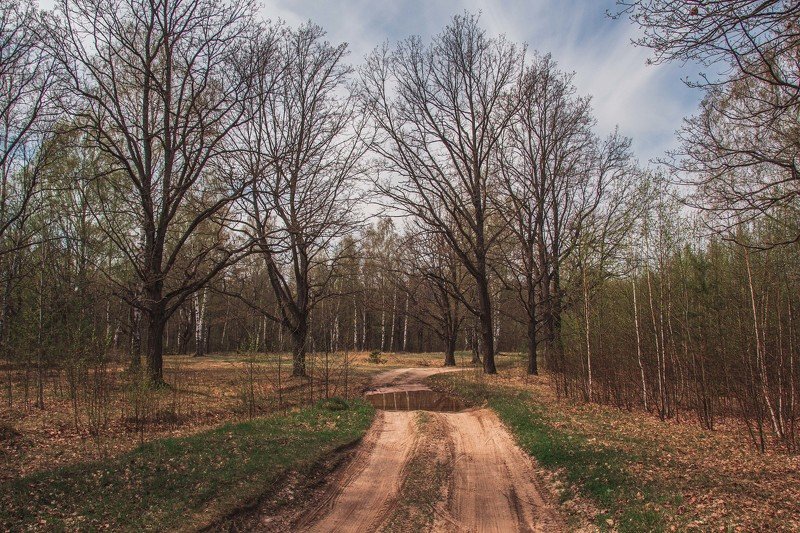 Майский лес в г. Кулебаки фото превью