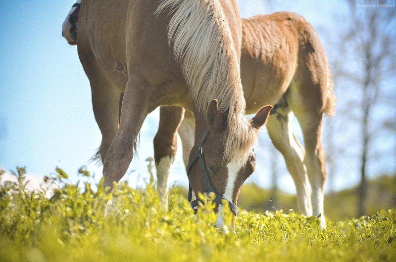мать, дитя, лошадь, жеребенок, конь Мать и дитя фото превью