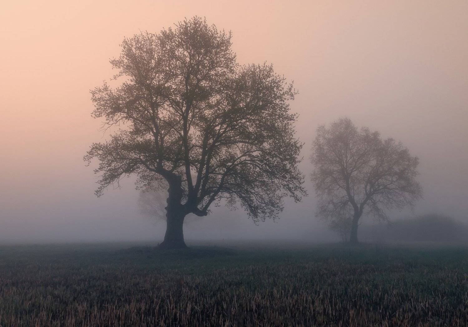 рассвет, туман, дуб, весна, Александр Гвоздь