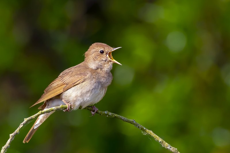 Nightingale фото превью