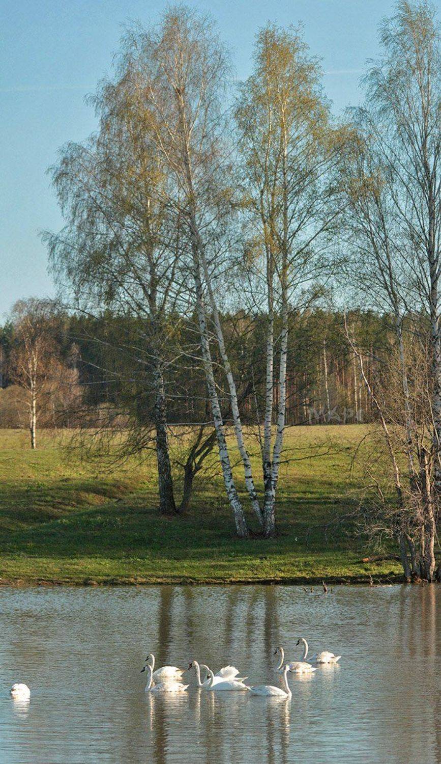 животные птицы лебеди-шипуны весна, Шангареев Марс