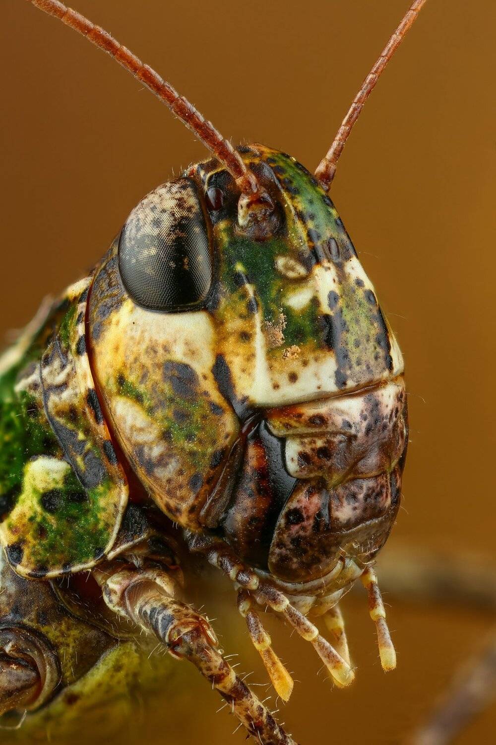 кузнечик,макро,природа,усы,цвет,глаза,портрет,зеленый, Андрей Шаповалов