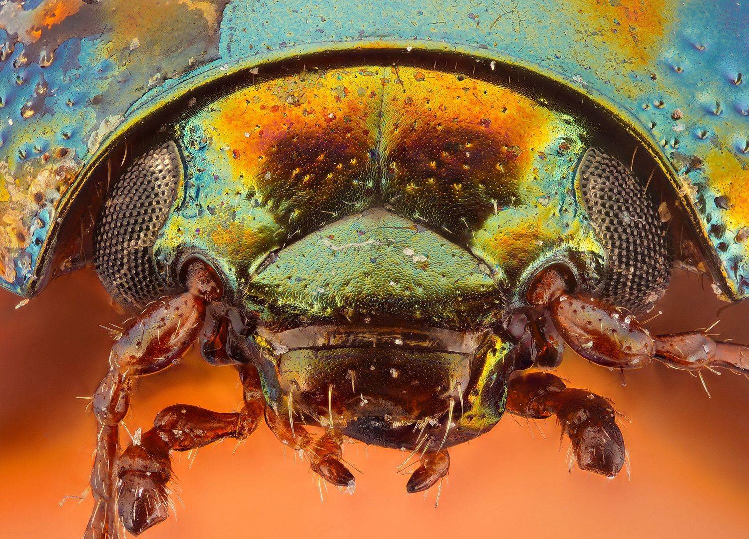 супермакро, макро, жук, Борис Фотомания