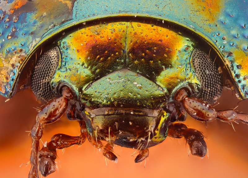 супермакро, макро, жук  фото превью