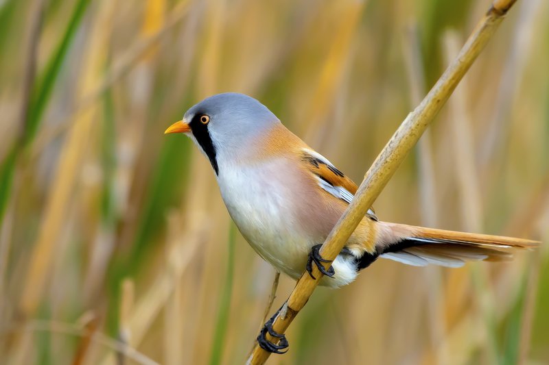 Bearded reedling фото превью